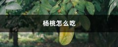 杨桃怎么吃，杨桃的功效