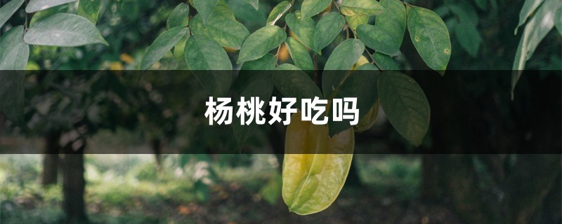 杨桃好吃吗,吃杨桃的好处 杨桃好吃吗,吃杨桃的好处