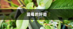 吃蓝莓有什么好处，蓝莓的皮可以吃吗