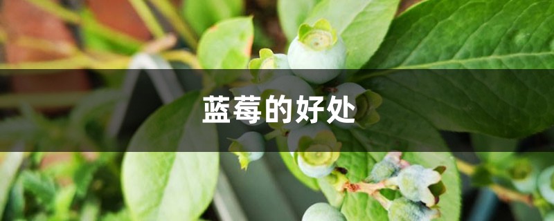 吃蓝莓有什么好处,蓝莓的皮可以吃吗 吃蓝莓有什么好处,蓝莓的皮可以吃吗