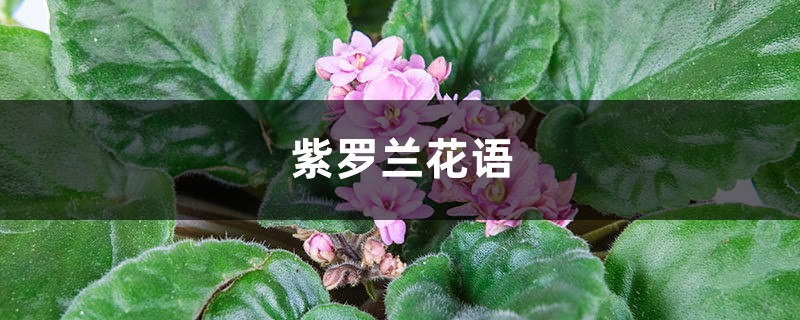 紫罗兰花语,紫罗兰图片 紫罗兰花语,紫罗兰图片