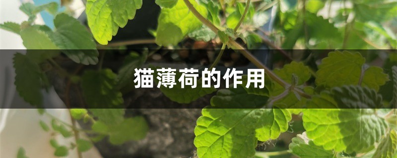 猫薄荷的作用,猫薄荷图片 猫薄荷的作用,猫薄荷图片