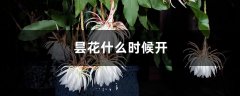 昙花什么时候开，昙花图片