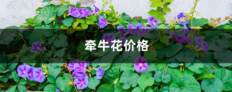 牵牛花价格,牵牛花的图片 牵牛花价格,牵牛花的图片