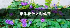 牵牛花什么时候开，有什么特点