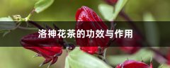 洛神花茶的功效、作用与禁忌