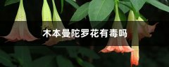 木本曼陀罗花有毒吗，木本曼陀罗图片