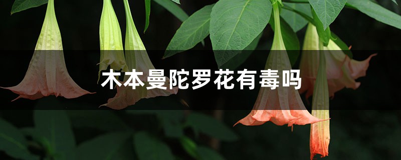 木本曼陀罗花有毒吗,木本曼陀罗图片 木本曼陀罗花有毒吗,木本曼陀罗图片