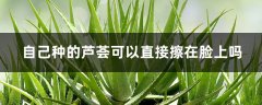 自己种的芦荟可以直接擦在脸上吗