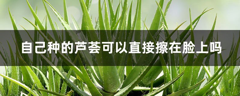 自己种的芦荟可以直接擦在脸上吗 自己种的芦荟可以直接擦在脸上吗