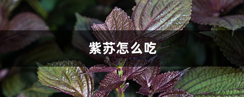 紫苏怎么吃,紫苏子怎么吃 紫苏怎么吃,紫苏子怎么吃