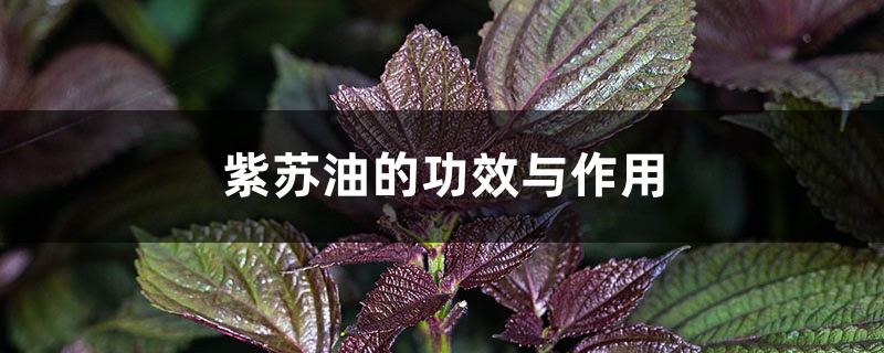 紫苏油的功效与作用,紫苏水的功效与作用 紫苏油的功效与作用,紫苏水的功效与作用