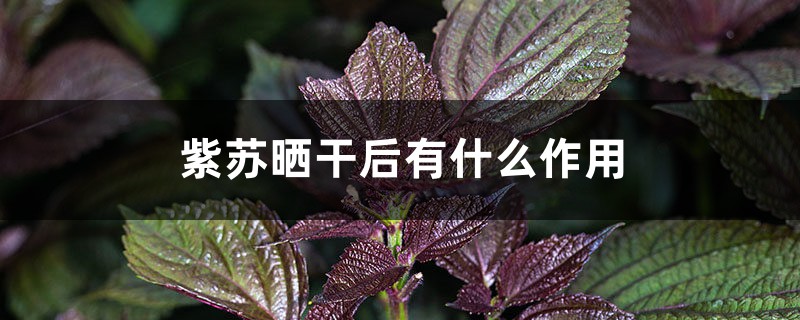 紫苏叶晒干方法,紫苏晒干后有什么作用 紫苏叶晒干方法,紫苏晒干后有什么作用