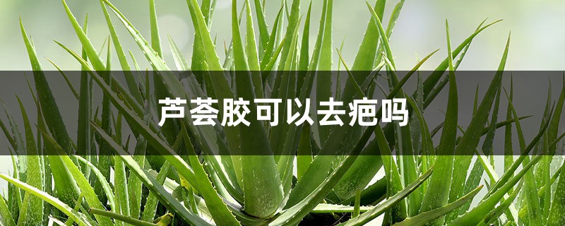 芦荟胶可以去疤吗,芦荟胶能祛痘吗 芦荟胶可以去疤吗,芦荟胶能祛痘吗