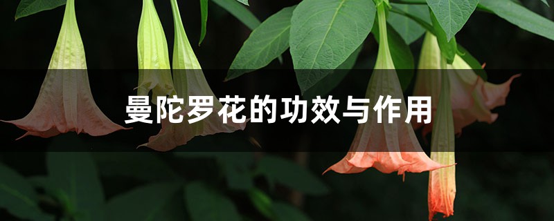曼陀罗花的功效与作用,曼陀罗花图片 曼陀罗花的功效与作用,曼陀罗花图片