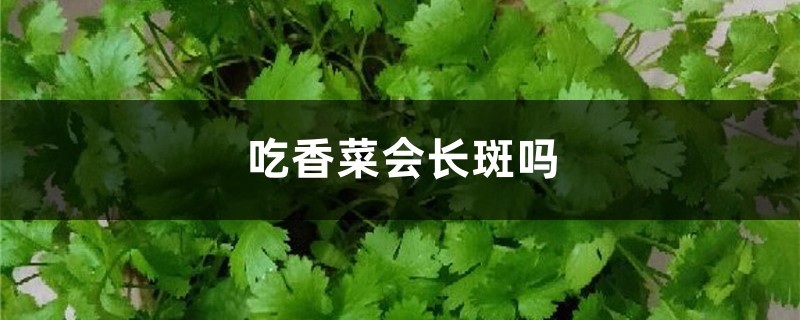 吃香菜会长斑吗,吃多了会怎么样 吃香菜会长斑吗,吃多了会怎么样