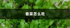 香菜怎么吃，香菜煮水的功效