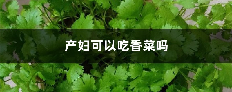 产妇可以吃香菜吗，哺乳期能吃吗