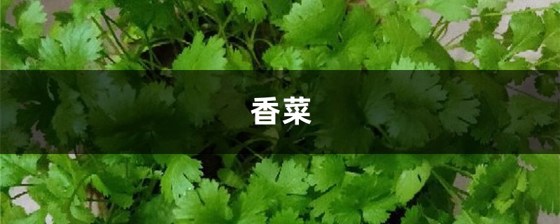 为什么有人不吃香菜,孕妇能不能吃香菜 为什么有人不吃香菜,孕妇能不能吃香菜