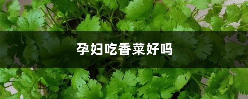 孕妇吃香菜好吗,香菜功效 孕妇吃香菜好吗,香菜功效