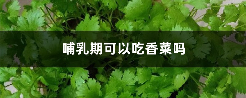 哺乳期可以吃香菜吗,孕妇可以吃吗 哺乳期可以吃香菜吗,孕妇可以吃吗
