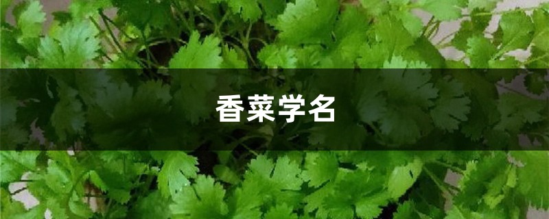 香菜学名,有什么功效 香菜学名,有什么功效