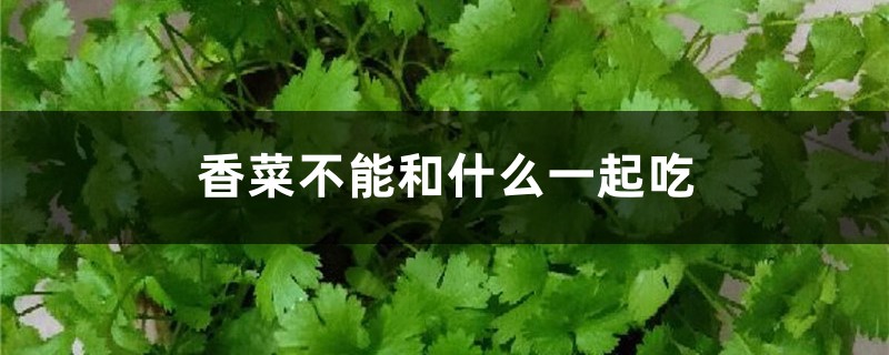 香菜不能和什么一起吃,香菜的功效 香菜不能和什么一起吃,香菜的功效