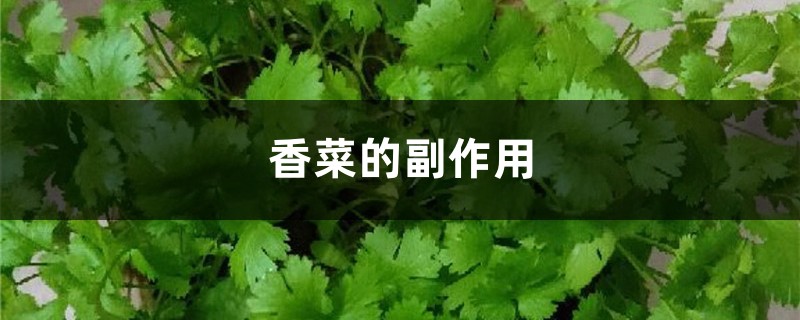 香菜的副作用,吃香菜的好处和坏处 香菜的副作用,吃香菜的好处和坏处