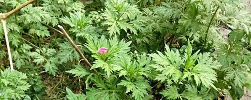 艾蒿的作用,艾蒿图片 艾蒿的作用,艾蒿图片