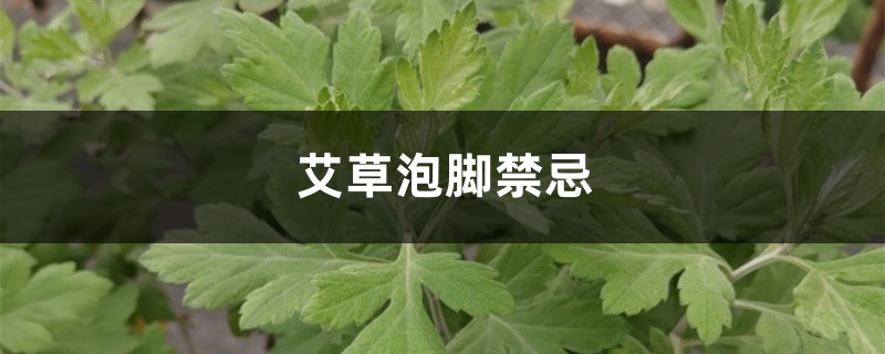 艾草泡脚禁忌，孕妇可以艾草泡脚吗