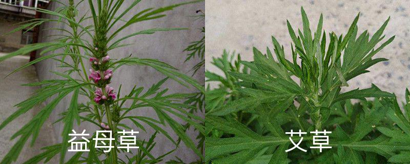 益母草和艾草的区别,艾草图片 益母草和艾草的区别,艾草图片