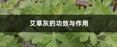 艾草灰的功效与作用，艾草灰能祛痘吗