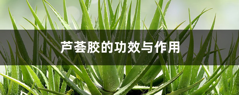 芦荟胶的功效与作用,芦荟胶可以天天用吗 芦荟胶的功效与作用,芦荟胶可以天天用吗