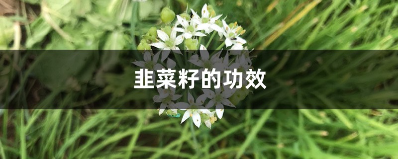 韭菜籽的功效，韭菜籽怎么吃