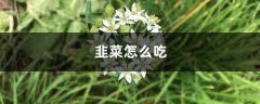 韭菜怎么吃，吃韭菜的好处