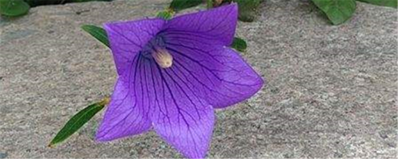 桔梗的花语,白色桔梗花语 桔梗的花语,白色桔梗花语