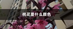 桃花是什么颜色，桃花什么季节开花