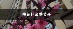 桃花什么季节开，桃花像什么