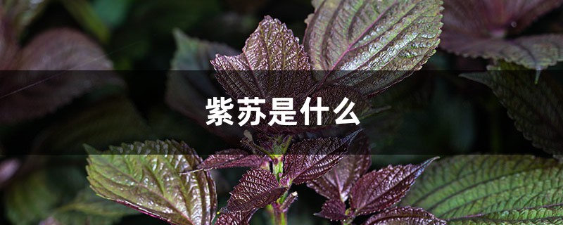 紫苏是什么,紫苏的作用 紫苏是什么,紫苏的作用