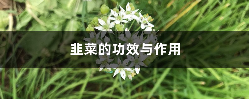 韭菜的功效与作用,韭菜籽的功效与作用 韭菜的功效与作用,韭菜籽的功效与作用