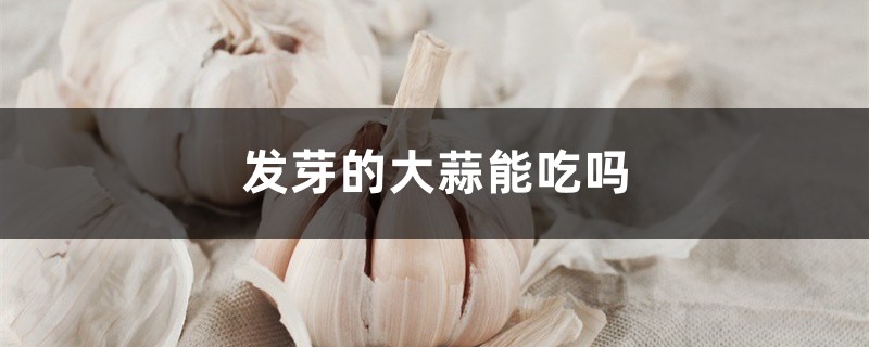 发芽的大蒜能吃吗,大蒜怎么保存不发芽 发芽的大蒜能吃吗,大蒜怎么保存不发芽