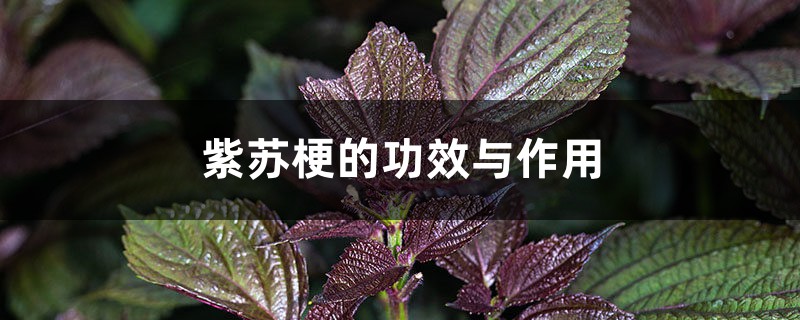 紫苏梗的功效与作用,紫苏叶的功效 紫苏梗的功效与作用,紫苏叶的功效