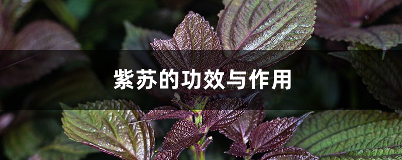 紫苏的功效与作用,紫苏图片 紫苏的功效与作用,紫苏图片