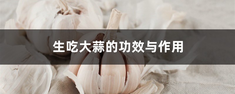 生吃大蒜的功效与作用,吃生大蒜有什么好处 生吃大蒜的功效与作用,吃生大蒜有什么好处
