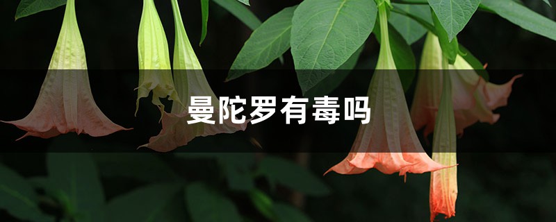 曼陀罗有毒吗,曼陀罗花图片 曼陀罗有毒吗,曼陀罗花图片