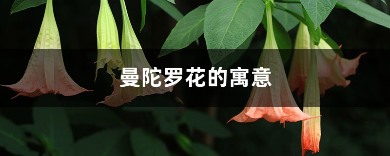 曼陀罗花的寓意，曼陀罗是什么意思