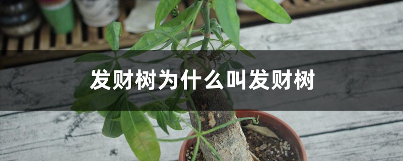 发财树为什么叫发财树,发财树的图片 发财树为什么叫发财树,发财树的图片