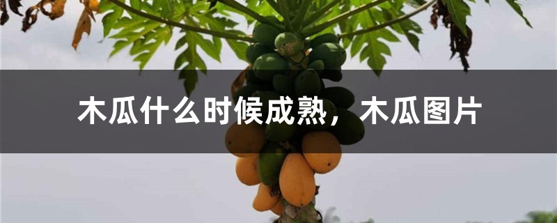 木瓜什么时候成熟,木瓜图片 木瓜什么时候成熟,木瓜图片
