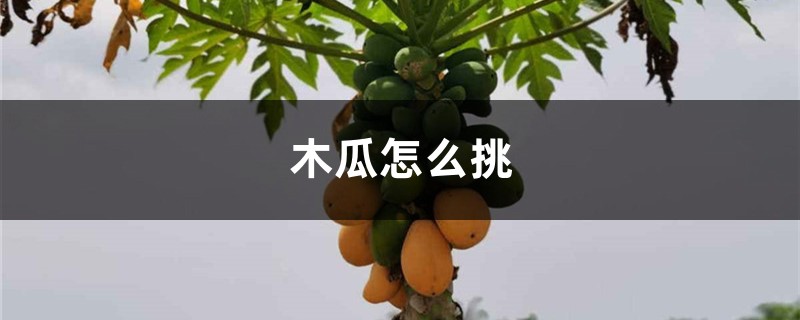 木瓜怎么挑,木瓜多少钱一斤 木瓜怎么挑,木瓜多少钱一斤