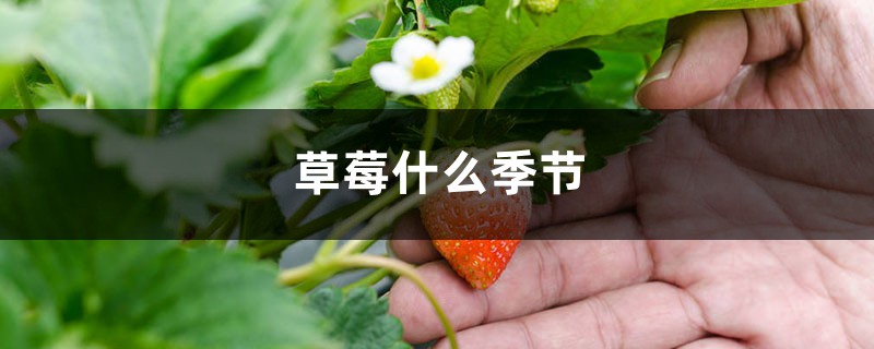 草莓什么季节,草莓图片 草莓什么季节,草莓图片
